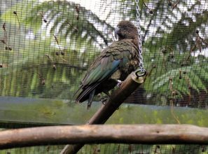 Ein Kea (im Rainbow-Springs-Wildlife-Park in Rotorua) Kea