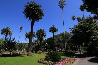 Park in Napier mit enorm hohen Palmen (ca. 12-15m) Park in Napier