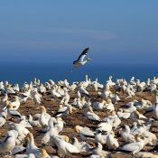 Tölpelkolonie Cape Kidnappers