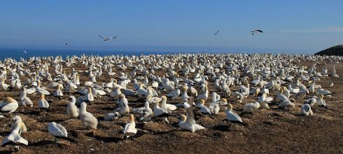 Die Tölpelkolonie auf dem Plateau von Cape Kidnappers in der Nähe von Napier Tölpelkolonie Cape Kidnappers