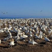 Tölpelkolonie Cape Kidnappers