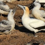 Mutter & Nachwuchs - Cape Kidnappers