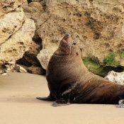 Pelzrobbe am Strand von Castlepoint