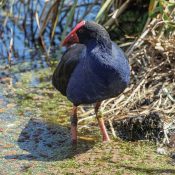 Pukekos lieben Feuchtgebiete