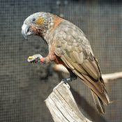 Ein Kea in der Voliere
