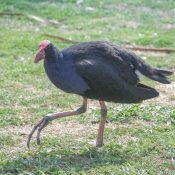 Ein Pukeko im Pukeko im 'Nga Manu Nature Reserve'