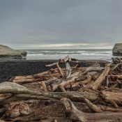 Angeschwemmtes Holz am Waverley Beach